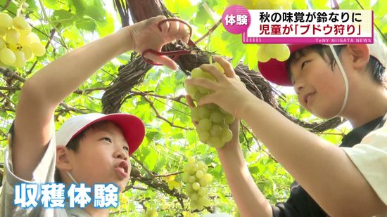 実りの秋　小学生が地元の果樹園でブドウ狩り　お気に入りのひと房を収穫 《新潟・弥彦村》