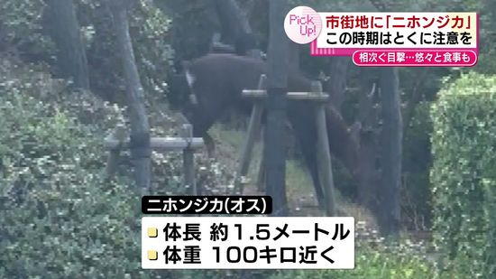 市街地になぜ？出没相次ぐ「オスのニホンジカ」どこから来た？　この時期注意のワケは　≪新潟≫