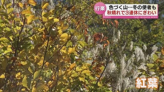 秋晴れ3連休にぎわう　湯沢町の苗場では紅葉色づく　牛の角突きに“冬の使者”到来　県内各地に「秋」　《新潟》