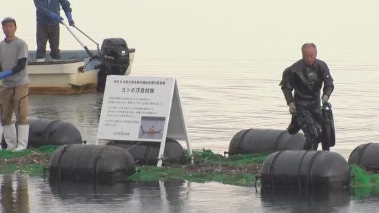 佐渡・加茂湖の水質改善に　カキの養殖技術を生かし“水草の浮島”作り 《新潟》