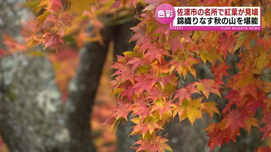 紅葉の名所・紅葉山公園が見ごろ　秋晴れの下、多くの見物客が楽しむ 《新潟・佐渡市》