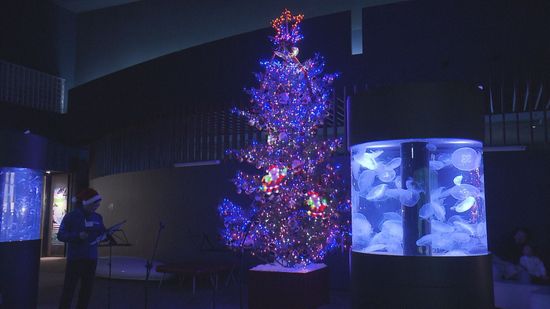 クラゲと幻想的に　水族館でクリスマスツリー の点灯式《新潟》