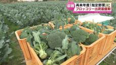 柏崎市でブロッコリーの出荷が最盛期　再来年度「指定野菜」に 《新潟》