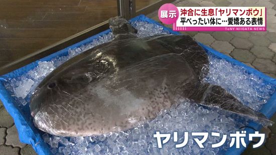 珍しい魚「ヤリマンボウ」　新潟市の水族館で展示　愛きょうのある表情が特徴《新潟》