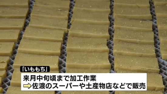 伝統の保存食「いももち」作りが佐渡市で最盛期　濃厚なイモの風味と素朴な甘さ 《新潟》