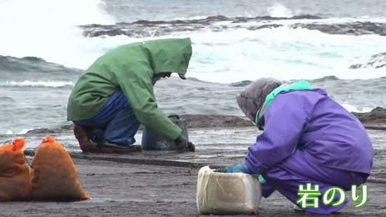 磯の風味たっぷり　冬の味覚“岩のり”　佐渡市の海岸で収穫作業はじまる　ことしは生育よし《新潟》