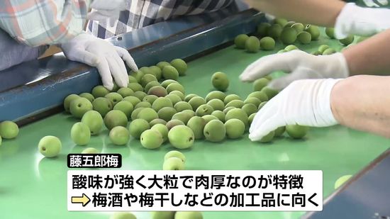 大粒で肉厚「藤五郎梅」選別作業始まる 亀田地区の特産《新潟