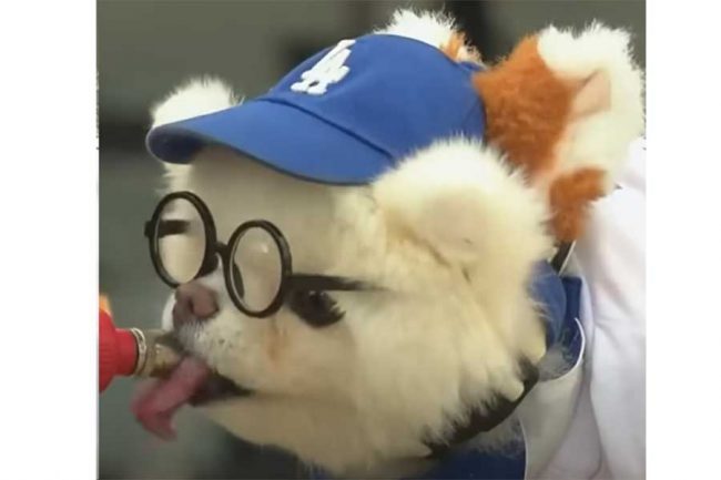 ドジャース大谷翔平ユニ着た「ワンコめっちゃ可愛い」　最新鋭球場に現れた子犬にファンメロメロ「ぬいぐるみかと」