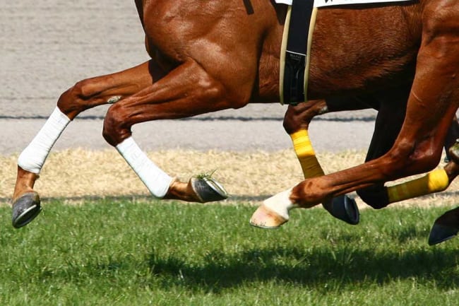 全馬がレース中にまさかの一旦停止　落馬の横で、再挑戦の「大混乱」　海外競馬の“カオス”を英報道