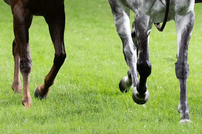 競馬レース中に珍事「これは実況のナイスプレー」　たった2頭で1分32秒繋いだ「プロの技術」に絶賛の嵐