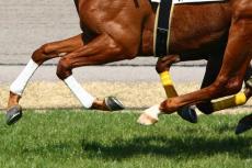 豪競馬で激しい落馬の直後、騎手のとった行動が海外話題　苦しむ馬を「死から救う奇跡」