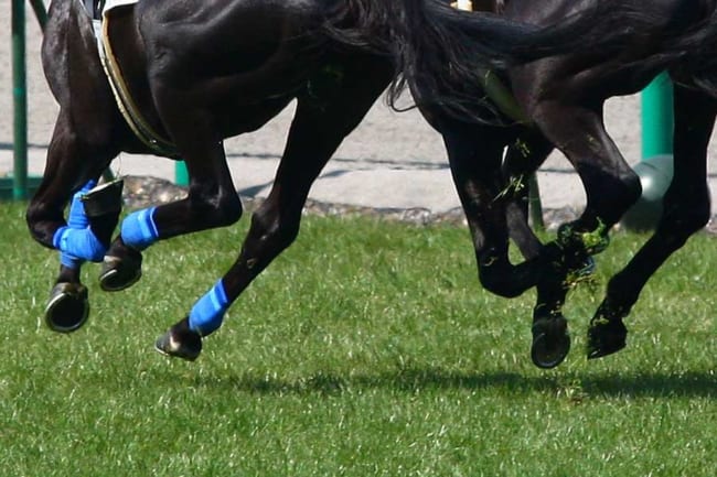 英競馬で大失態　10馬身リードも…50m流して敗戦　油断騎乗にファン激怒「苦しむのは賭けた人」