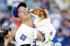 大谷愛犬デコピン、寝室ベッドで浮かべた表情に日米笑撃　米人気女性レポーターも「今朝の私たちよ！」