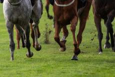 英競馬レース中に突然ゲートが目の前に　騎手が恐怖語る「周りは叫んでいた」「相当な急ブレーキを…」