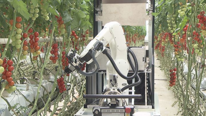 モノづくりの技術活かす…農業用の『全自動収穫ロボット』デンソーなどが共同開発 トマト等の収穫効率アップ