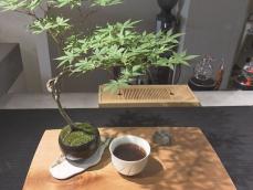 “盆栽”眺めながらコーヒーを…茶室から見る庭に見立てた空間楽しめる映えカフェ『彩盆の間』名古屋
