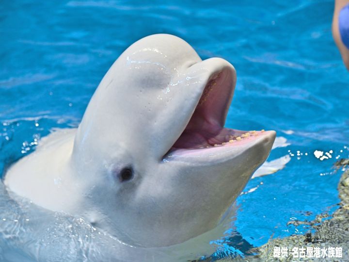 名古屋港水族館のベルーガ「ナナ」赤ちゃんを出産も死産 落ち着かない様子で水槽を泳ぎ回る 死因を調査