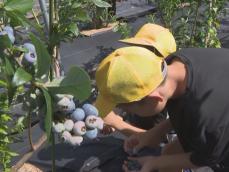農家の指導受け摘み取る…小学生がブルーベリーの収穫体験 3年生11人が大きな実を熱心に探す 愛知・豊田市