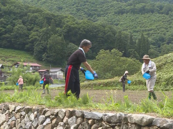 過疎化進み環境保全のため企画…岐阜県飛騨市の棚田でそばを作るオーナーたちが種まき 10月に収穫予定