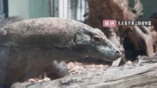 “生きた恐竜”とも…世界最大のトカゲ『コモドドラゴン』名古屋・東山動植物園に到着 8月下旬頃から公開予定