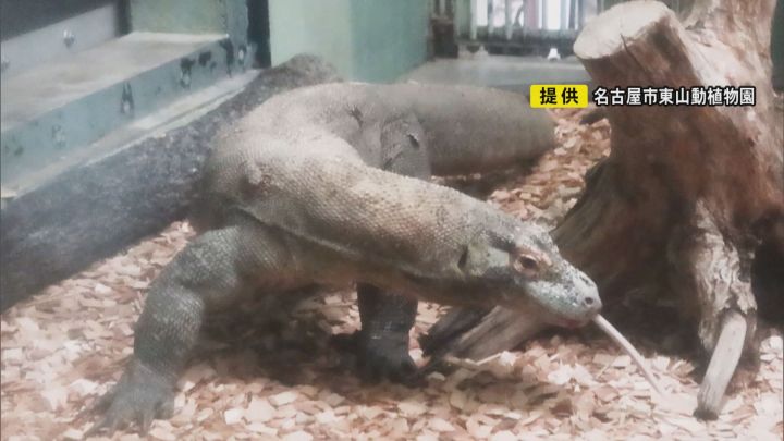 体長2.7m 世界最大のトカゲ『コモドドラゴン』が東山動植物園へ 河村市長が2017年市長選の公約に掲げる