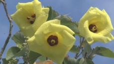 夏本番を告げるレモン色の花…『ハマボウ』が見頃迎える 三重県紀北町の萩原川両岸に約500本自生