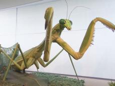 約3mの巨大カマキリロボットも…参加体験型の企画展「あそべる！昆虫ワールド」愛知県岡崎市で9/8まで