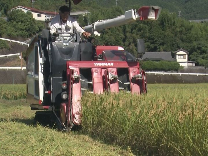 毎年早場米を栽培…三重県紀宝町で早くも稲刈り お中元や贈答用に8/5から5キロ2300円で販売予定