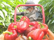 昼と夜の寒暖差いかして栽培…岐阜県高山市で「飛騨パプリカ」の収穫 飛騨や岐阜市近郊のスーパー等に出荷