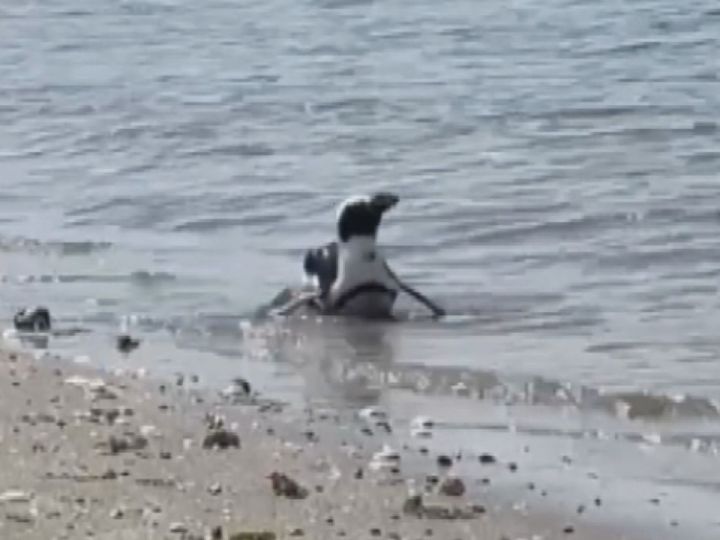 出張動物園の“脱走ペンギン” 島から約45km離れた海岸で2週間ぶりに見つかる 体重減も体調に問題なし