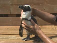 魚の獲り方“独学”か…出張動物園から海へ脱走したペンギン 台風も乗り越え約45km先の海岸で元気に見つかる