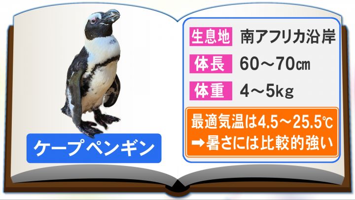 2週間ぶりに無事生還…「温室育ち」の脱走ペンギン なぜ生き延びられたのか 考えられる“3つのワケ”とは