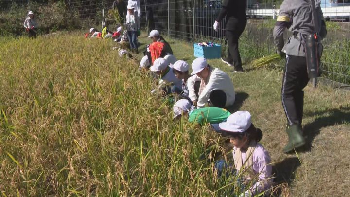 学校近くの田んぼで順調に実る…小学生が鎌でもち米を収獲 11月に餅つきをして味わう予定 愛知県岡崎市