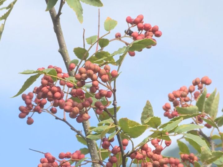 完熟した“赤山椒”…奥飛騨温泉郷で『飛騨山椒』の収穫作業 自然乾燥させ関東のうなぎ店などに出荷予定