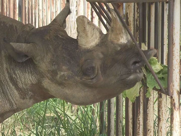 9/16は「敬老の日」…名古屋の東山動植物園でクロサイの長寿祝う 65歳以上の市民は入園料が無料