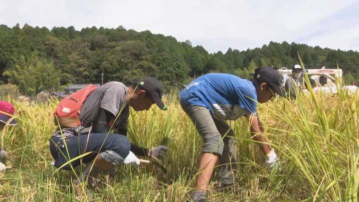 鎌を使った昔ながらの方法で…田んぼで親子連れ等が稲刈りを体験 低農薬栽培の「赤とんぼ米」