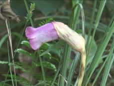 “キセル”の形に似る…三重県紀北町でナンバンギセルが見頃 先端に淡い紫色の花を咲かせる 10月中旬まで