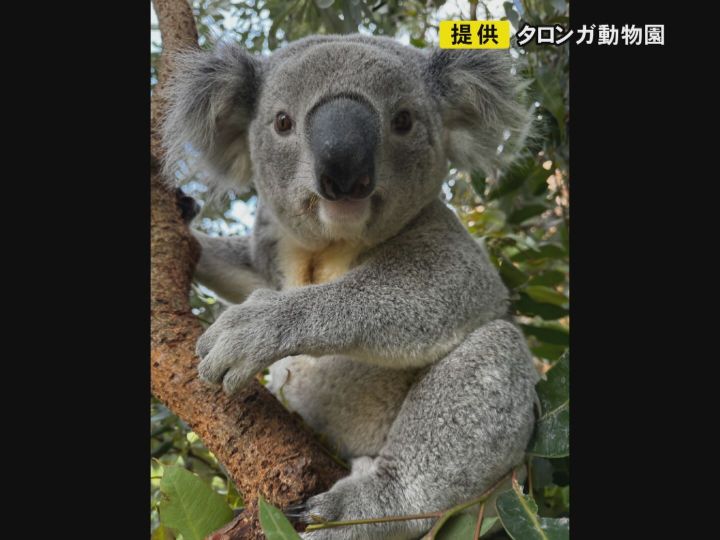 豪州の動物園から仲間入りへ…名古屋の東山動植物園に“新たなコアラ” 15日に来園し一般公開は下旬からか