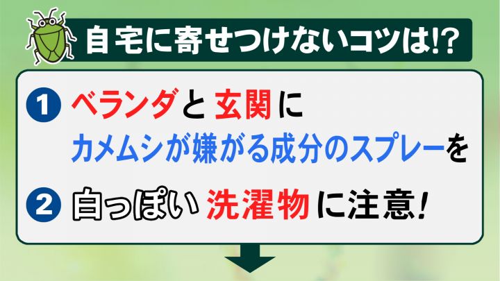 全国的に大量発生中の『カメムシ』専門家に聞いた家庭で出来る対策 家の中にいたら“空きペットボトル”で…