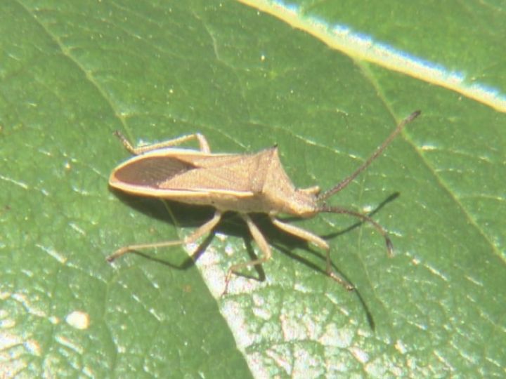 農作物にも影響が…ブランド柿“富有柿”発祥の地で『カメムシ大量発生』農薬まく回数増やすも対策に限界