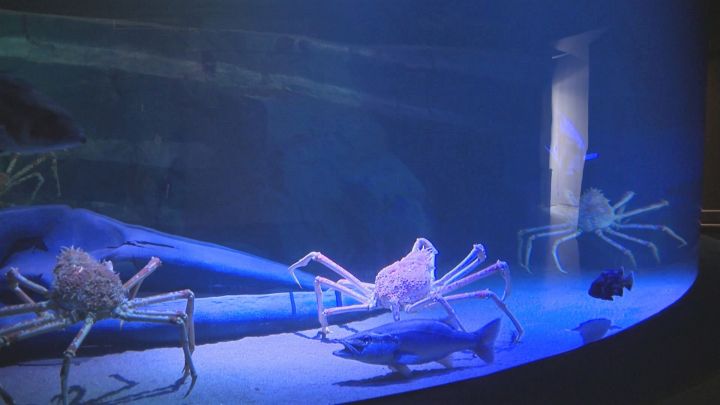 幅7mある深海の大水槽が登場…「深海生物の展示日本一」の竹島水族館に新館が完成 12日グランドオープン