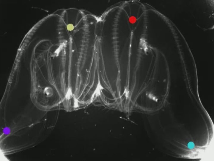 2つの個体が1つになって生きる…クシクラゲの『融合』を発見 消化管・神経・筋肉を共有 自然科学研究機構