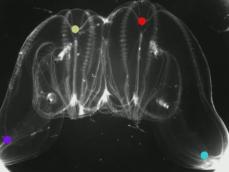 2つの個体が1つになって生きる…クシクラゲの『融合』を発見 消化管・神経・筋肉を共有 自然科学研究機構