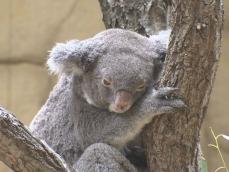 現在11頭を飼育…名古屋・東山動植物園でコアラ来園40周年の記念式典 ウォークラリー等も11/17まで開催