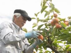 日本一の生産量誇る…愛知県豊橋市で『次郎柿』の収獲始まる 猛暑の影響等で小玉の傾向もその分糖度の高い柿に