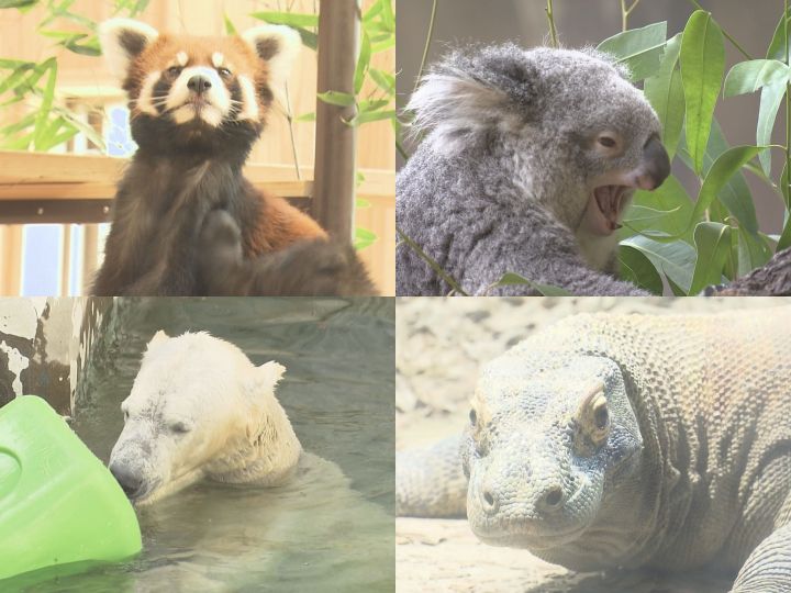 来園者が“清き3票”投じる…東山動植物園で伝統の『人気動物ベストテン』新人のコモドオオトカゲが上位を窺う