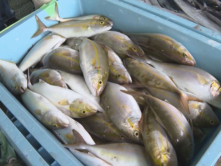 郷土料理“大敷汁”振る舞われる…三重県尾鷲市で『魚まつり』アジや太刀魚などが市場価格より3割ほど安く