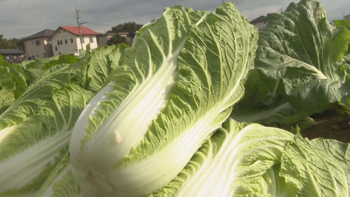 鍋料理に欠かせない…愛知県豊田市で冬の野菜『白菜』の収穫始まる 寒さが厳しくなる12月にかけて最盛期