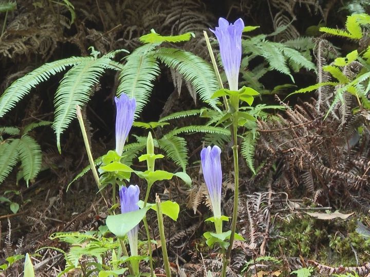 日が昇ると咲き日没と共に閉じる…世界遺産・熊野古道で『アサマリンドウ』の花が見頃 11月末までの見通し