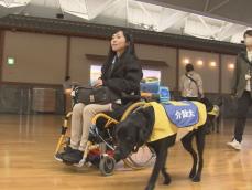 飛行機の音にも驚くことなく…中部国際空港で“介助犬”の訓練 3頭の候補たちがデッキや店舗内でトレーニング